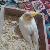 جوجه عروس هلندی
