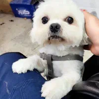 سگ میکس پودل دوساله