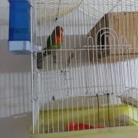 ی جفت عروس هلندی و یک طوطی برزیلی|پرنده|کوهدشت, |دیوار