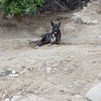 سگ نر دورگ|سگ|جاسک, |دیوار