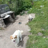 سگ پاکوتاه نر و ماده