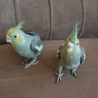 جوجه سرلاکی عروس هلندی|پرنده|اردبیل, |دیوار