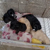 سگ ریز|سگ|بندرعباس, |دیوار