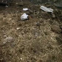 کود حیوانی آفتابی