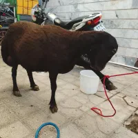 میش افشاری فوری