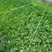 نشا گوجه بادمجان فلفل و بامیه