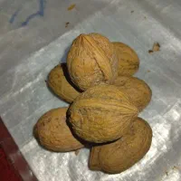 گردو معاوضه با برنج.چمپا وشمیم ..فجر