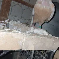 کفتر|پرنده|گتوند, |دیوار