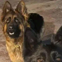 ماده ژرمن دوساله اصل