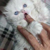 گربه پرشین بریتیش|گربه|یزد, |دیوار