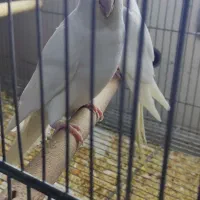 جفت مولد البینو و ماده تک