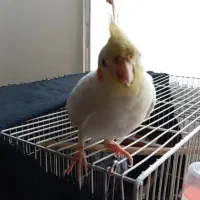 گمشده
