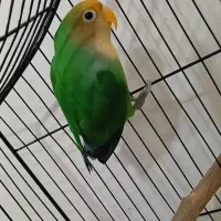 کوتوله برزیلی  ماده یکساله