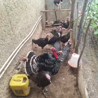 بوقلمون