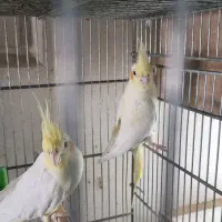 عروس هلندی مولدباآشیونه