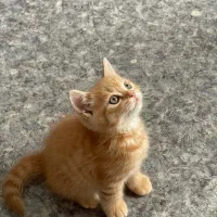 گربه بریتیش جینجر حضوری در اهواز|گربه|اهواز, زیتون کارمندی|دیوار