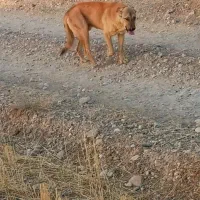 گمشده|سگ|بیجار, |دیوار