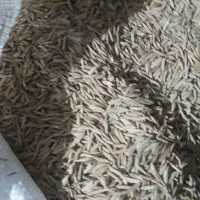 شالی فجر سوزنی|خوردنی و آشامیدنی|تاتار علیا, |دیوار