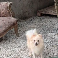 ۵ تا ماده پامرانین زیبا|سگ|ساری, |دیوار