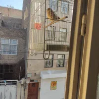 جوجه سهره قناری نر|پرنده|تهران, شمیراننو|دیوار