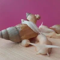 حراج حلزون همه سایز
