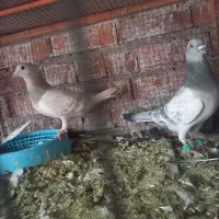 کبوتر