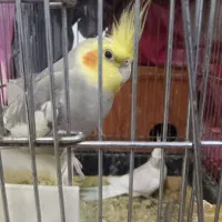 لباس کار یا همون بیلرسوت، عروس|لباس|جم, |دیوار