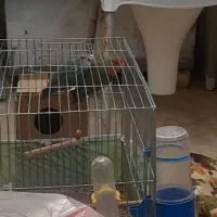 طوطی برزیلی|پرنده|مسجد سلیمان, |دیوار