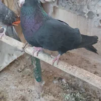 کفتر تزینی  زاغ نر|پرنده|تهران, آهنگ|دیوار