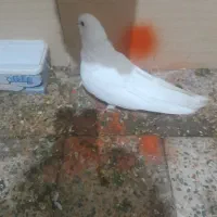 دوتاکفتره فروشی هردوگرفتنی|پرنده|اشترینان, |دیوار