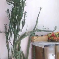 فروش گل طبیعی