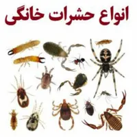 شرکت سمپاشی/موریانه زدایی/سم پاشی ساس سوسک موش|خدمات نظافت|اهواز, کوی مهدیس|دیوار
