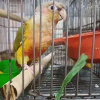 طوطی گرینچیک