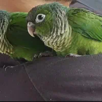 طوطی گرینچیک بلک کپ|پرنده|قائم‌شهر, |دیوار