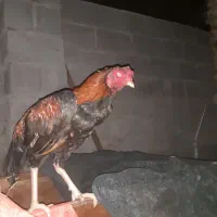 خروس بفروش میرسد خروس زات ذار