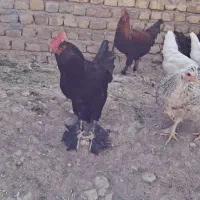 تخم نطفه دار برهما گلدپاتریچ و مرندی|حیوانات مزرعه|زنجان, |دیوار