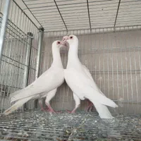 کاریر تعداد|پرنده|اصفهان, ارغوانیه|دیوار