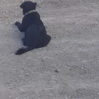 سگ دورگ|سگ|فرمهین, |دیوار