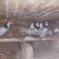 چند جفت توقی اس|حیوانات|آشخانه, |دیوار