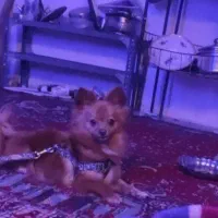 واگذاری سگ پامر