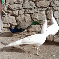 طاووس|پرنده|مسجد سلیمان, |دیوار