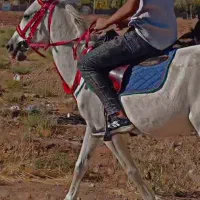 اسب مادیان ترکی