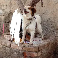 سگ پا کوتاه