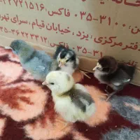 جوجه گلین و پولند|حیوانات مزرعه|همدان, |دیوار