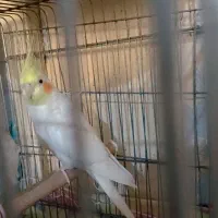 عروس هلندی جوان ۴ کلمه صحبت میکنه