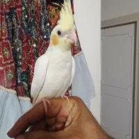عروس هلندی