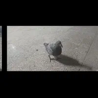 جوجه کبوتر(کفتر) مسافتی پلاکی بوم ندیده|پرنده|شیراز, شهرک امیر کبیر|دیوار