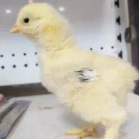 فروش جوجه برهما اصل رومانی|حیوانات مزرعه|قم, حنیف نژاد|دیوار