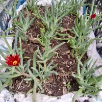 گلهای زیبا و شاداب