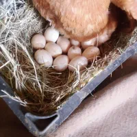 مرغ معامله با کبوتر|حیوانات مزرعه|دلگان, |دیوار